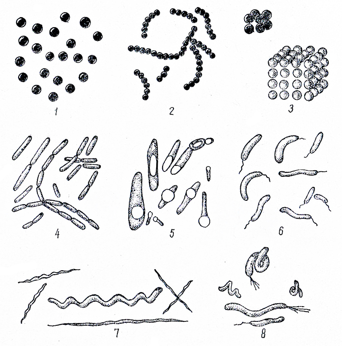 Назовите формы бактериальных клеток. Рис формы бактерий. Формы бактерий микрококки. Бациллы форма бактерии. Формы бактерий микробиология.