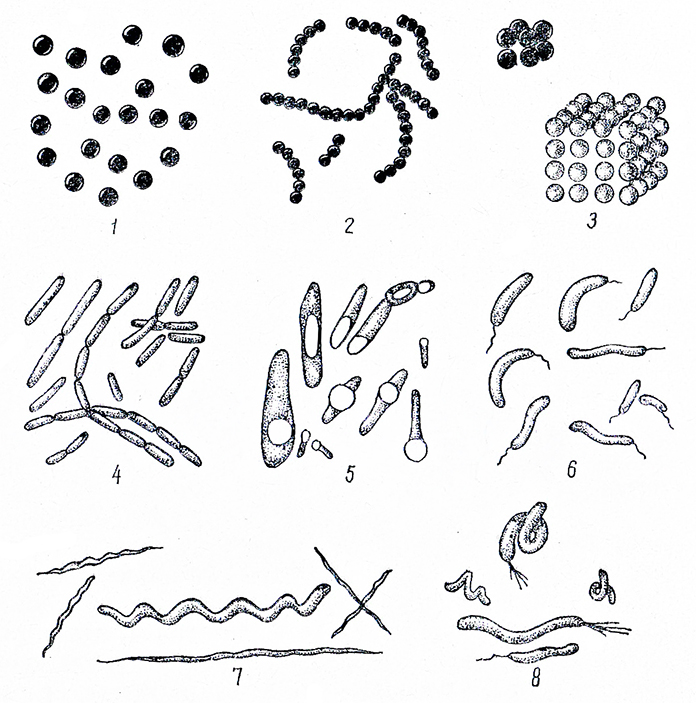 Назовите формы бактерий изображенные на рисунке 1 6