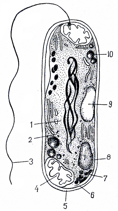 Рис. 2. Схема строения клетки бактерий