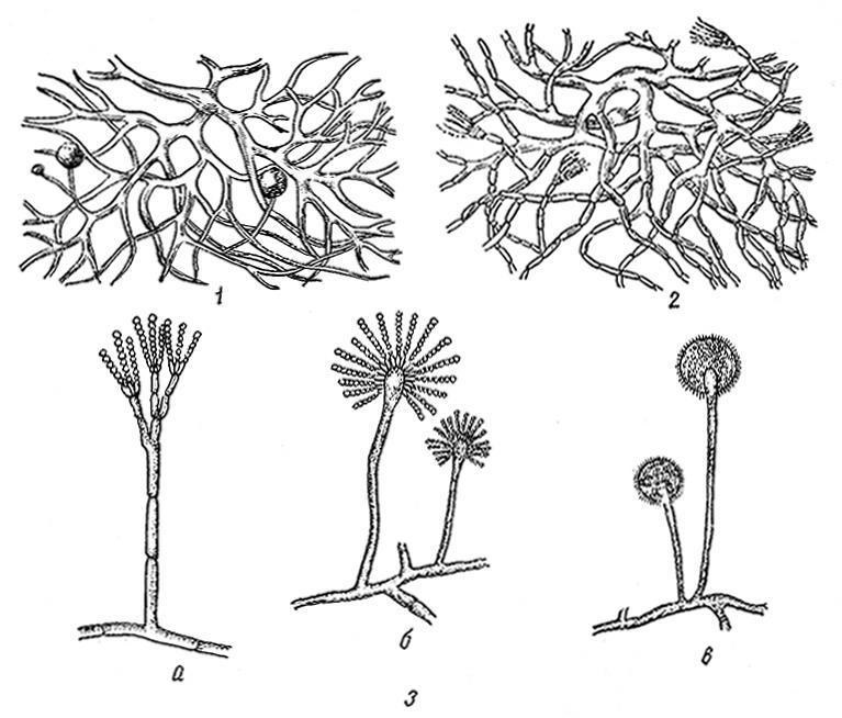 Рис. 3. Мицелий и вегетативные органы