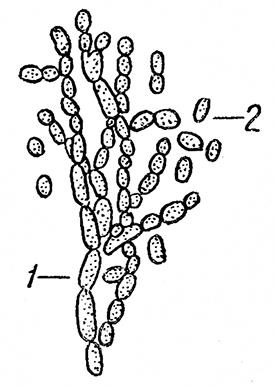 Рис. 4. Распадающийся мицелий