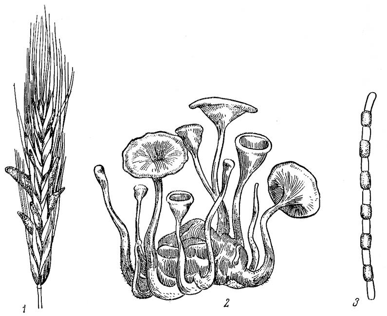 Рис. 5. Склероции и хдамидоспоры грибов