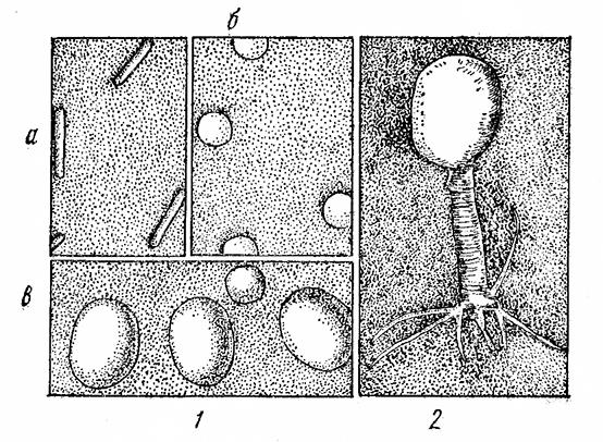 Рис. 8. Вирусы и бактериофаги