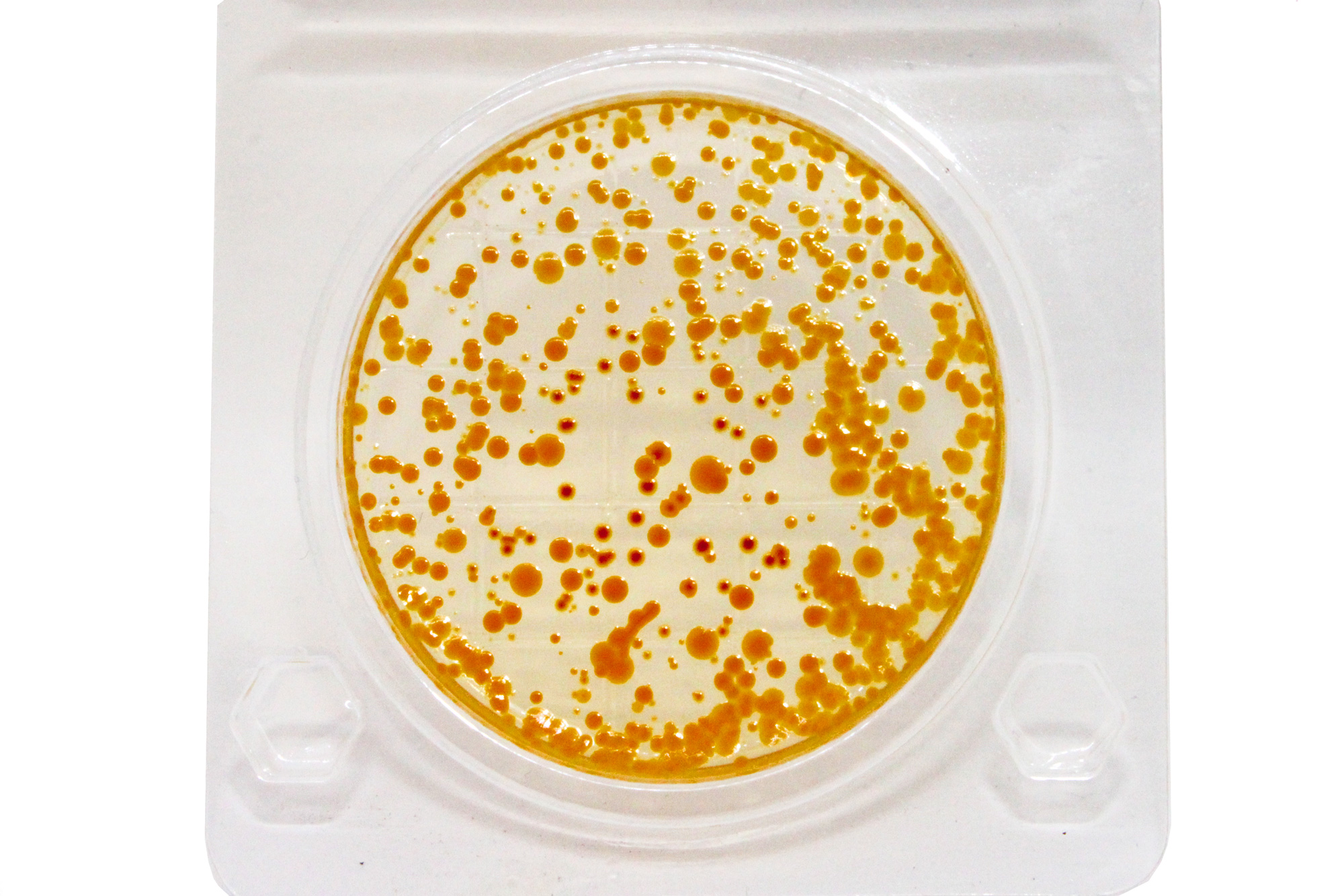 Колонии лактозоферментирующих эшерихий желто-оранжевого цвета с желтой зоной вокруг.
