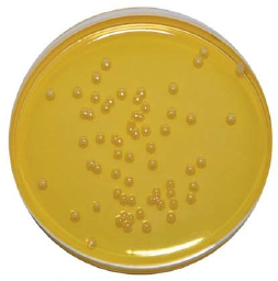 Staphylococcus, род бактерий семейства Staphylococcaceae