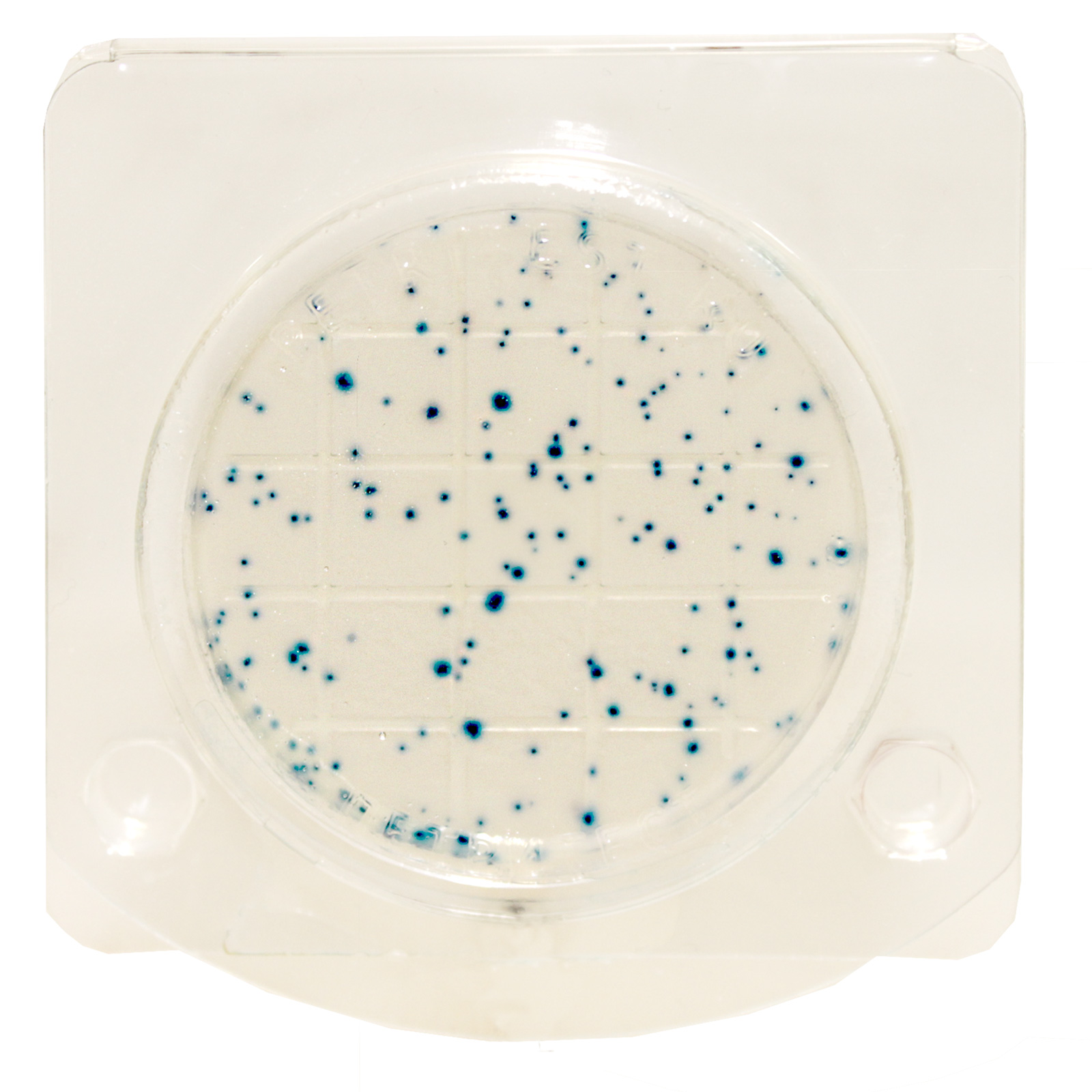 E.coli на сухой среде